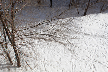 Traces, shadow, light, winter, tree. Background, wallpaper