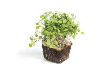 nose arugula