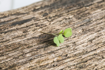 nose arugula