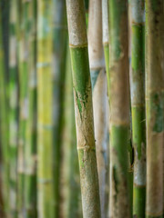 Obraz premium Young Bamboo tree close up
