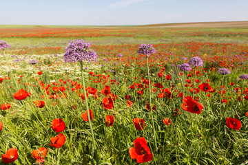 wild red poppy fower field in spring time near Almaty, Kazakhstan
