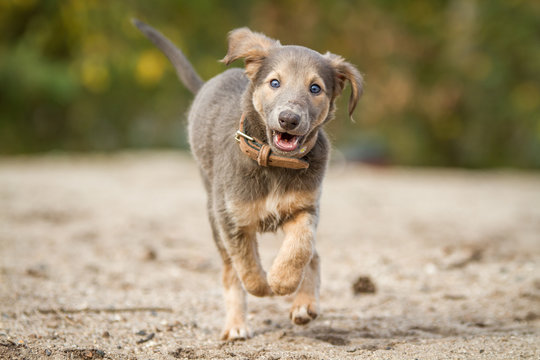 Silken Windsprite Welpe