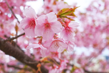 河津桜