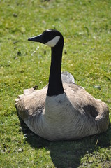 Gans