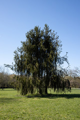 Exotic willow like conifer in a park