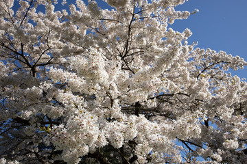 Tree full of white cherry blossoms in full bloom