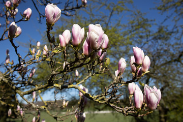 Magnolia flowers on a sunny day