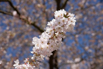 White cherry blossoms on a twig