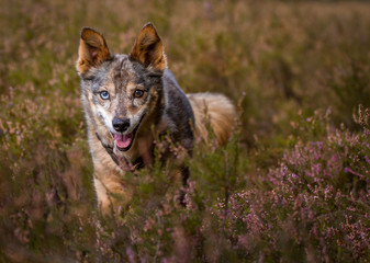 Hund in der Heide