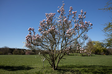 magnolia tree starting to bloom in early spring