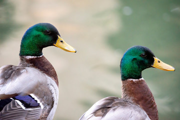 Male mallard near the river, duck with dark green head