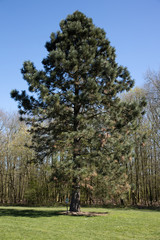Exotic conifer in a park