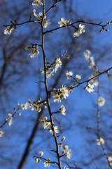 Schlehe im Frühling Blüten