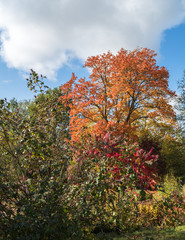 Sumac with bright red leaves and a park rose in the foreground, while the back has a maple tree with red and yellowish-brown leaves.