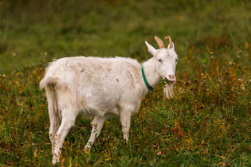 Obraz premium White goat in a meadow on a farm. Raising cattle on a ranch, pasture