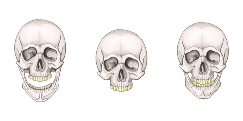The human skull set isolated on white background. Vector illustration.