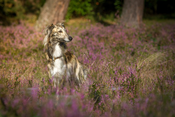 Silken Windsprite in der Heide