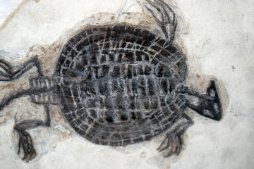 Tortuga fosil © Fotoleon