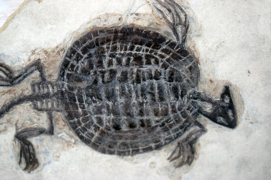 Tortuga fosil