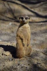 Animali dello zoo a Lubiana