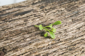 rucula wasabi