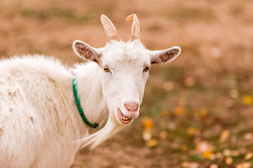 Obraz premium White goat in a meadow on a farm. Raising cattle on a ranch, pasture