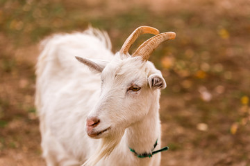 Fototapeta premium White goat in a meadow on a farm. Raising cattle on a ranch, pasture