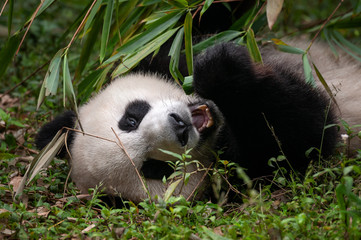 Cute giant panda bears