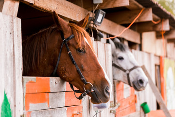 White and brown horse in a pen in the stable on a farm. Raising cattle on a ranch, pasture