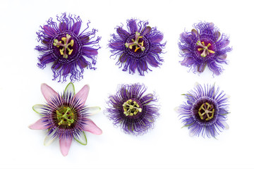 Beautiful compilation of six different passiflora - Passion Flowers isolated on a White sheet - obrazy, fototapety, plakaty
