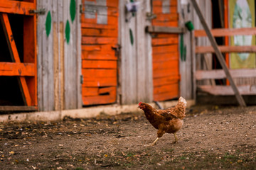 Brown chicken in a pen in the stable on a farm. Raising cattle on a ranch, pasture