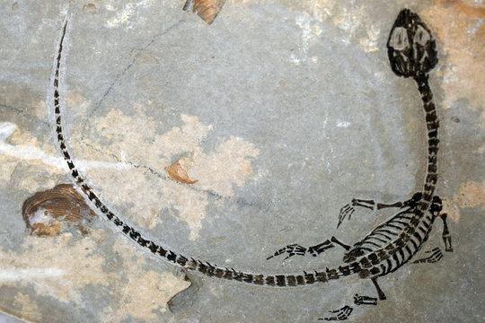 Reptil fosil sobre matriz de caliza
