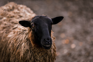 Sheep white with a black head in a pen in the stable on a farm. Raising cattle on a ranch, pasture