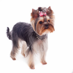 Portrait of a cute yorkshire terrier in clothes  on a white background.