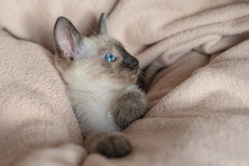 Excited six weeks old Siamese cat with blue almond-shaped eyes on beige sofa background. Purebred Thai or Wichien Maat kitten