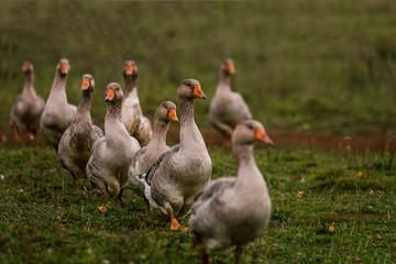 Gray goose in a pen in the stable on a farm. Raising cattle on a ranch, pasture