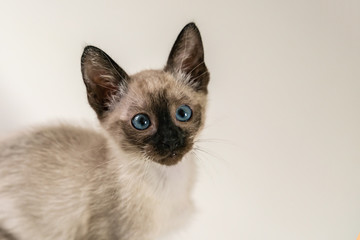 Portrait of purebred Siamese cat with blue eyes sitting on white background. Eight weeks young cute Thai kitten. Close up Concepts of pets play hiding