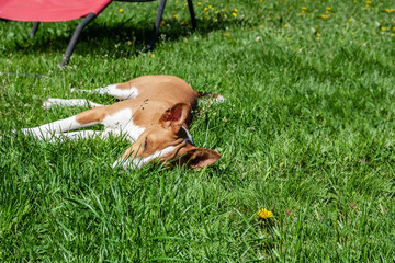 Basenji dog is lying in a green grass in the hot summer sun