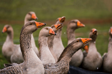 Gray goose drink water in a pen in the stable on a farm. Raising cattle on a ranch, pasture