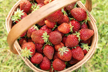 ripe strawberries to the basket in the garden