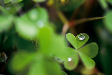 green leaf with water drops