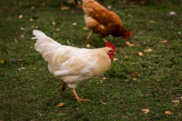 White and brown chicken in a pen in the stable on a farm. Raising cattle on a ranch, pasture