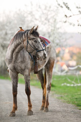 Portrait of amazing animal, beautiful horse on nature background.