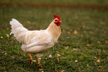 White chicken in a pen in the stable on a farm. Raising cattle on a ranch, pasture