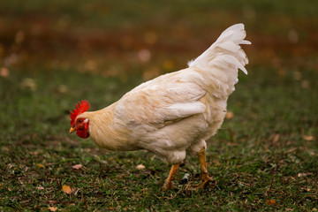 White chicken in a pen in the stable on a farm. Raising cattle on a ranch, pasture