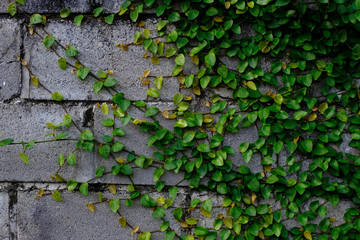 beautiful green wall crawling plants