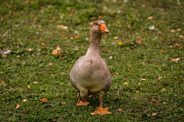 Gray goose in a pen in the stable on a farm. Raising cattle on a ranch, pasture