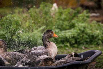 Gray goose swimming in the water in a pen in the stable on a farm. Raising cattle on a ranch, pasture