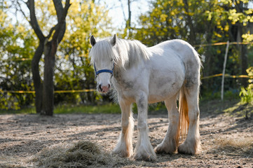 Obraz premium Portrait of amazing animal, beautiful horse on nature background.