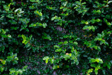beautiful green wall crawling plants